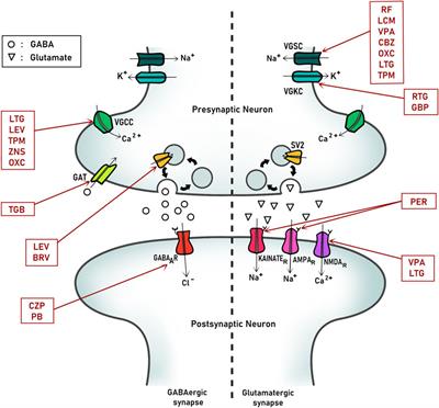 Antiseizure medication in early nervous system development. Ion channels and synaptic proteins as principal targets